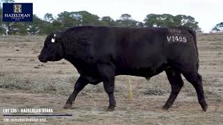 LOT 135   HAZELDEAN V1485