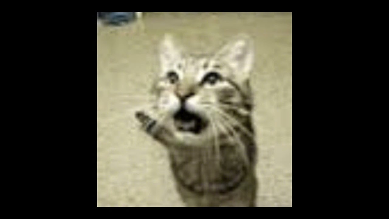 Animals - Alex G. 1 hour loop.