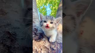 Meow Meow Catto Meow Meow Catto