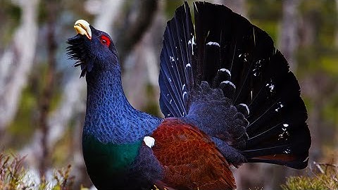 Angry Capercaillie Grouse Gives Warning #beautiful #nature #world