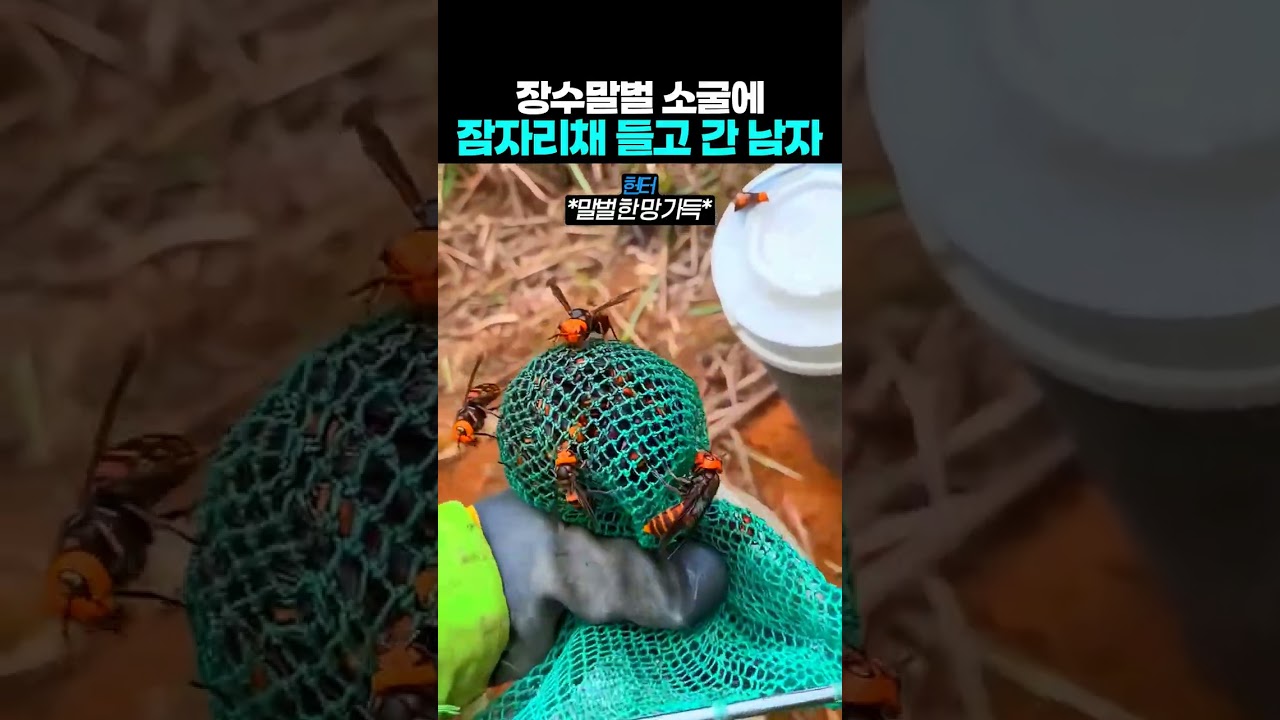 장수말벌 소굴에 잠자리채 들고 간 남자