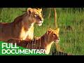 Heroines of the Savannah - Female Leadership in the Wild | Free Documentary Nature