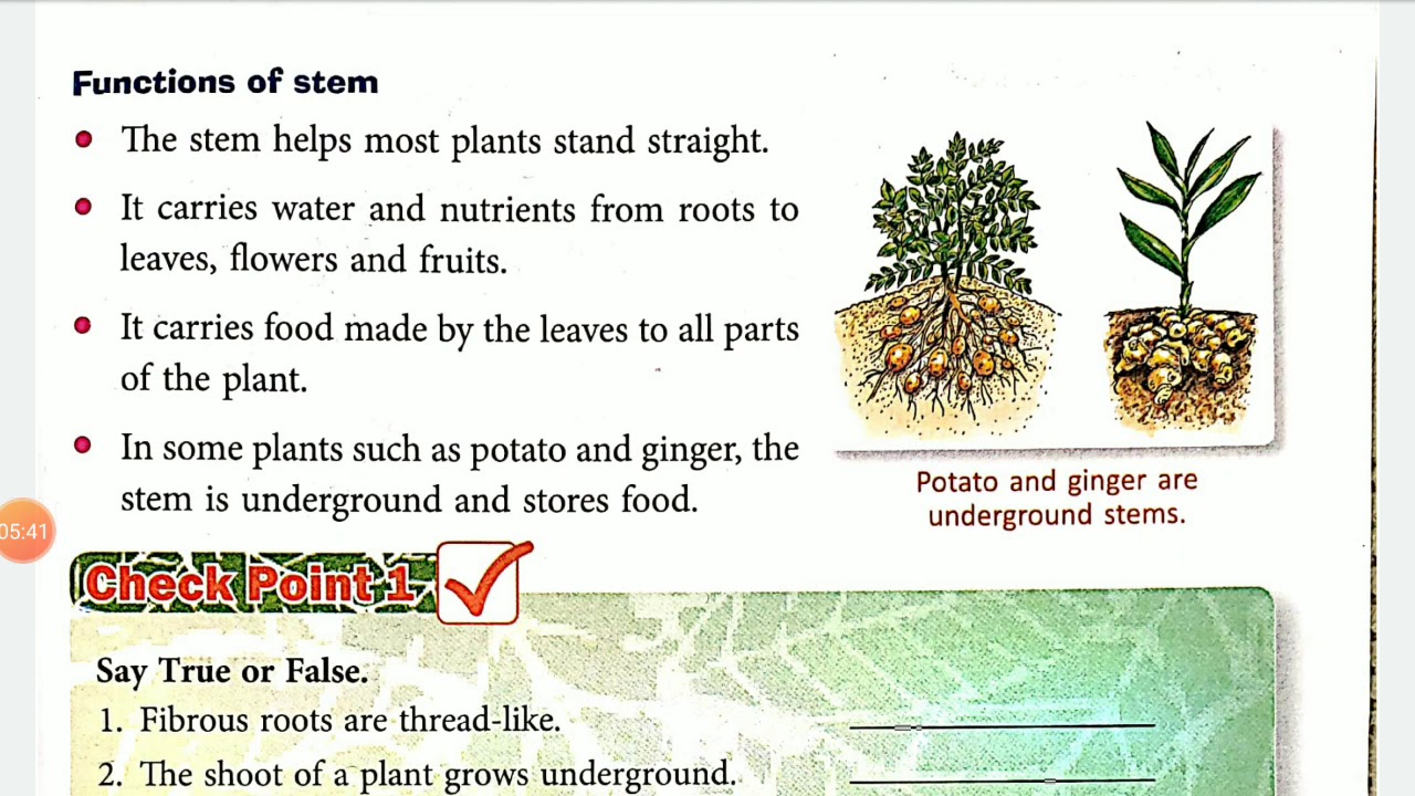 Ch-2:Structure and functions of a plant(class-3) - YouTube