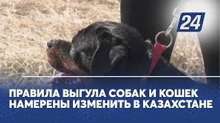 Правила выгула собак и кошек намерены изменить в Казахстане