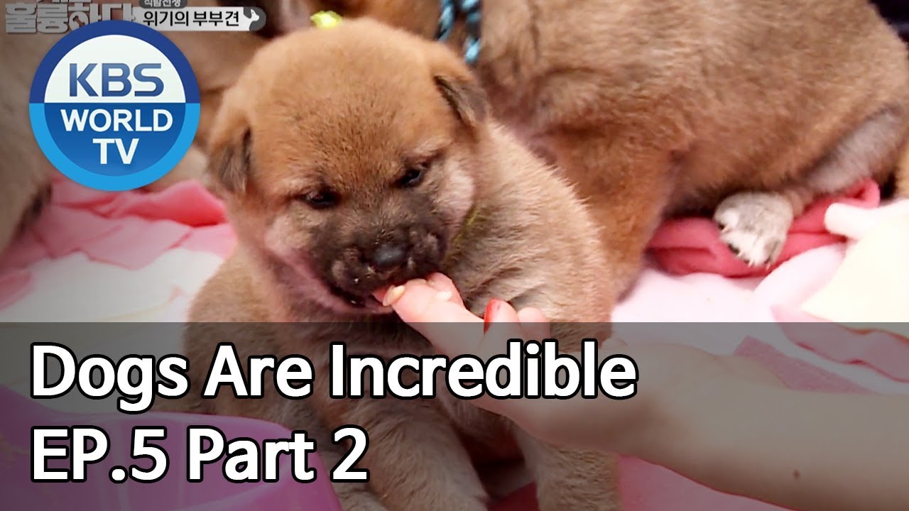 Dogs are incredible | 개는 훌륭하다 EP.5 Part 2 [SUB : ENG/2019.12.24]