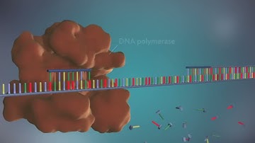 Replicación del ADN - 3D