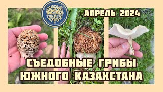 Съедобные грибы Южного Казахстана!! Апрельский сбор 2024 !!!