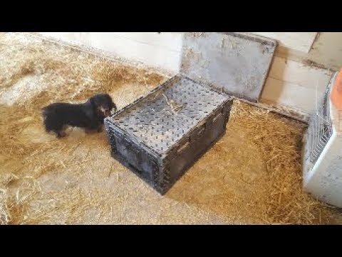 camera iphone 8 plus apk What's Under This Crate?