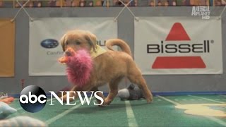 Animal Planet's 'Puppy Bowl' Ready to Return | CUTE ANIMALS (Episode 14)