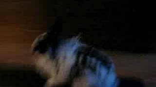 Rabbit on skateboard part 2 screenshot 1