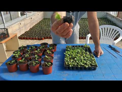 Video: Plante de nasturel la ghiveci - Sfaturi pentru cultivarea nasturelui in recipiente