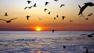 سورة العصر بصوت القارئ يوسف نوح أحمد برواية هشام عن ابن عامر Asr Suresi###Surah Al-Asr