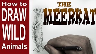 How to Draw the Meerkat (intermediate) Spoken Tutorial