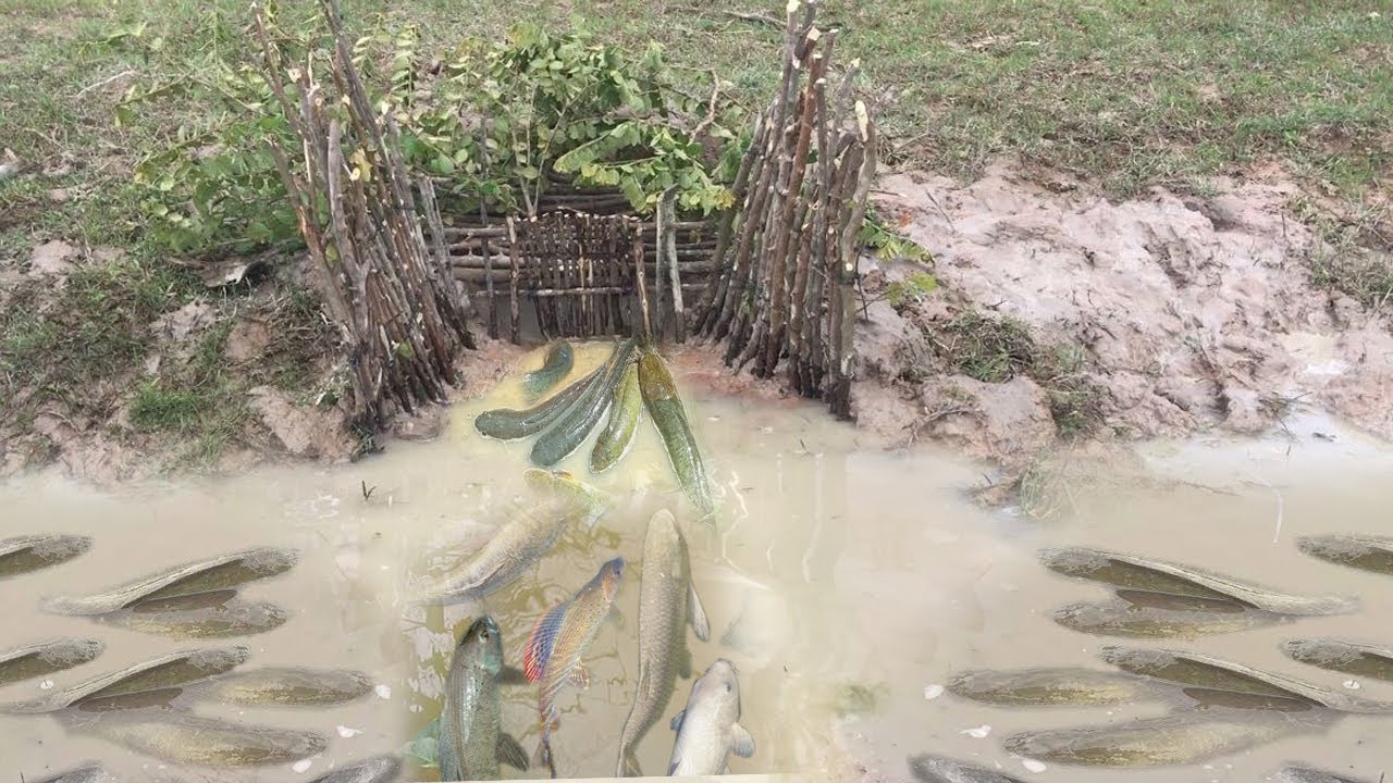 Two Boys use Deep Hole Fish Trap Catch A Lot of Fish