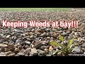 How to kill weeds using products from the big box stores