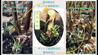 2020.02.19 バナナ苗を含むポット栽培から露地栽培へ (1)