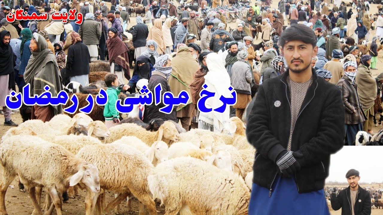 مال بازار سمنگان نرخ انواع مواشی در ایام رمضان، نرخ گوشت، نرخ گاو گوسفند گوساله بز بزغاله اسماری