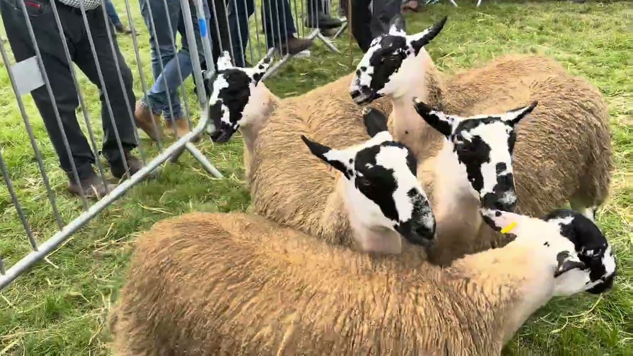 Выставка в Картмеле 2025