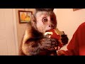 Capuchin monkey eats an apple