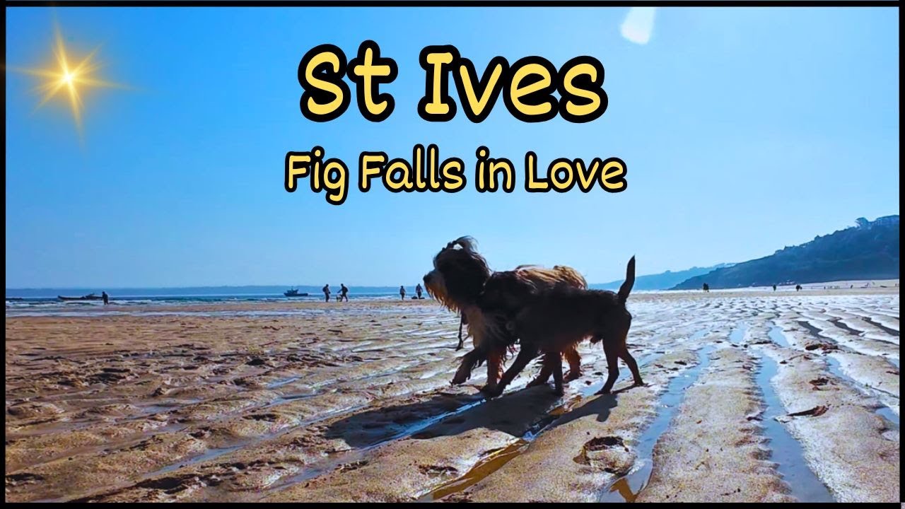 Border Terrier Falls in Love & has a Dance on St Ives Beach