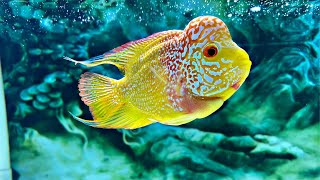 Beautiful color flowerhorn fish aquarium