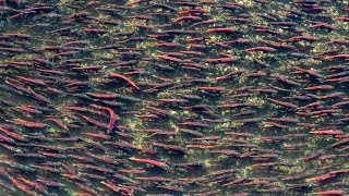 Bristol Bay sockeye salmon are thriving as oceans warm, and it's not clear why