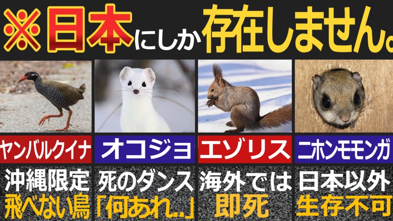 外国人が羨む日本固有の生き物7選【ゆっくり解説】【海外の反応】