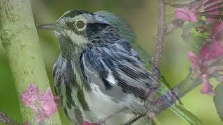 Do Birds Take A Sabbath Rest
