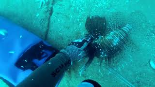 50 Pounds of Lionfish on one dive