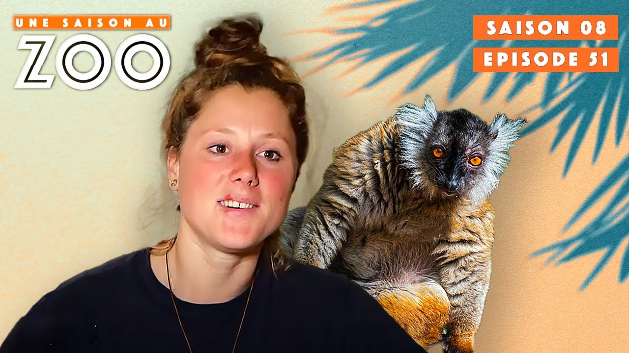 Ce Macaco est Dangereusement Près des Guépards.. | S08EP51 | Émission Intégrale | Une Saison Au Zoo