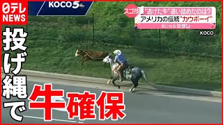 【スゴ技】馬に乗った”カウボーイ”が投げ縄で捕獲　アメリカ