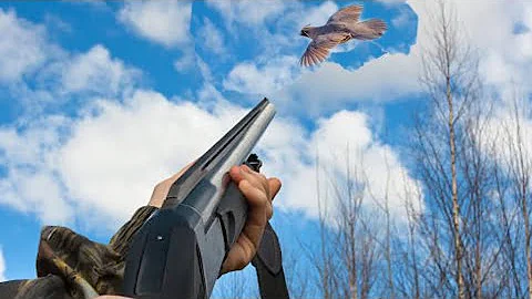 quail hunting in america (chasse a la caille en amérique)