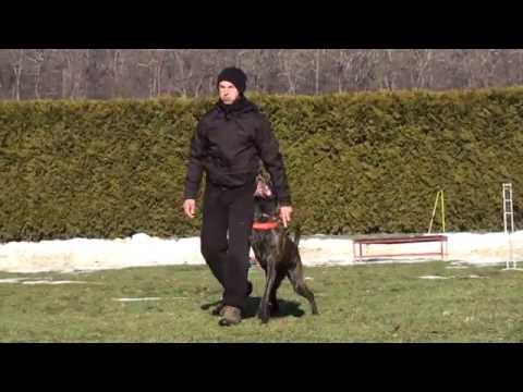 dutch-shepherd-in-a-beautiful-heeling-work-,-obedience-dog-training-with-viorel-scinteie-!!!