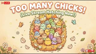 CLMA Egg Hatching Live Stream!