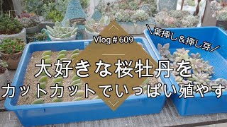 Vlog 609] [Succulents] Propagating my beloved cherry blossom peony