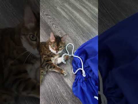 The Reason Why All Of Our Playing Videos Fail