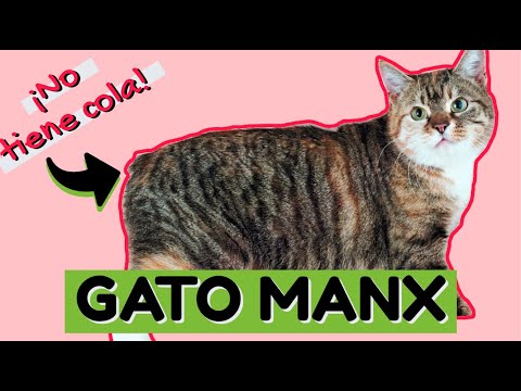 Video: Cinco Datos Curiosos Sobre El Gato Manx