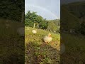 Ducks With Rainbow рџЊ рџ Shortsyoutube Ai Duck Ducks Duckface Rainbow Ducks With Rainbow рџЊ рџ Shortsyoutube Ai Duck Ducks Duckface Rainbow