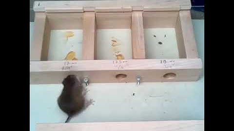 How small a hole can a mouse get through Experiments