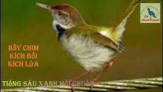 Tiếng Sâu Xanh Mồi Chuẫn Nhất 2023 | Chim cảnh Huynh Đệ