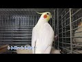 最後の1音が決まらないトトロ