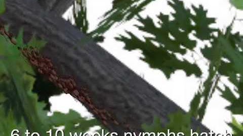 Prime Time Investigation 2.2 Launch Video