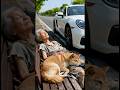 Good and evil will ultimately be rewarded; a Shiba Inu helps an elderly person seek justice.#shorts