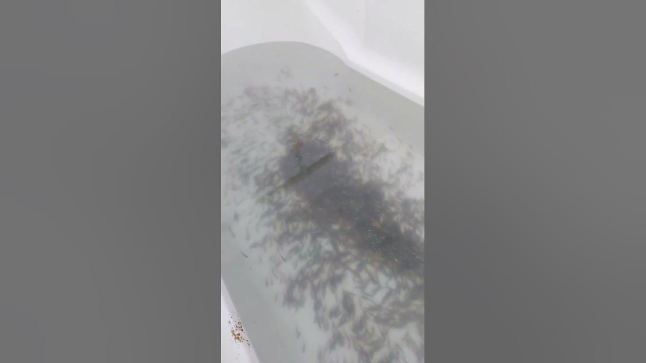 меняем воду🙂, если вода слишком мутная то тогда добавляем метилен синий ...