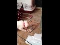 ピザを選ぶスコティッシュフォールドの子猫 みるきぃ☆