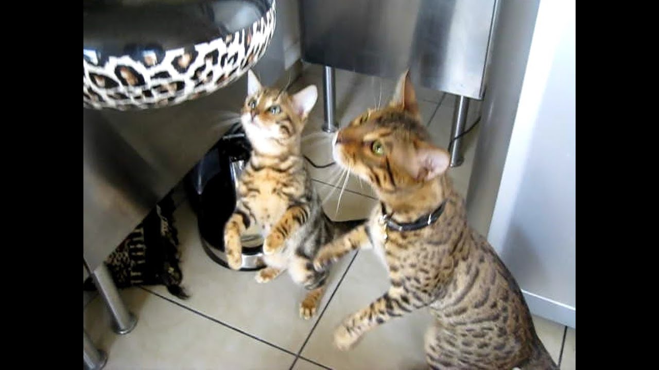 Two hungry bengal cats YouTube