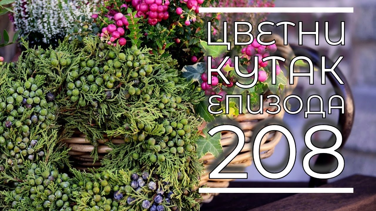 Cvetni kutak ep. 208 02.11.2023. Močvarni hibiskus, platikodon, Rasadnik 