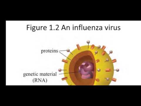 Grade 10 Biology, Chapter 1, Viruses | Dr. Chit Ye Zaw