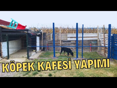 Video: Kurutulmuş bir köpek yavrusu için bakım nasıl