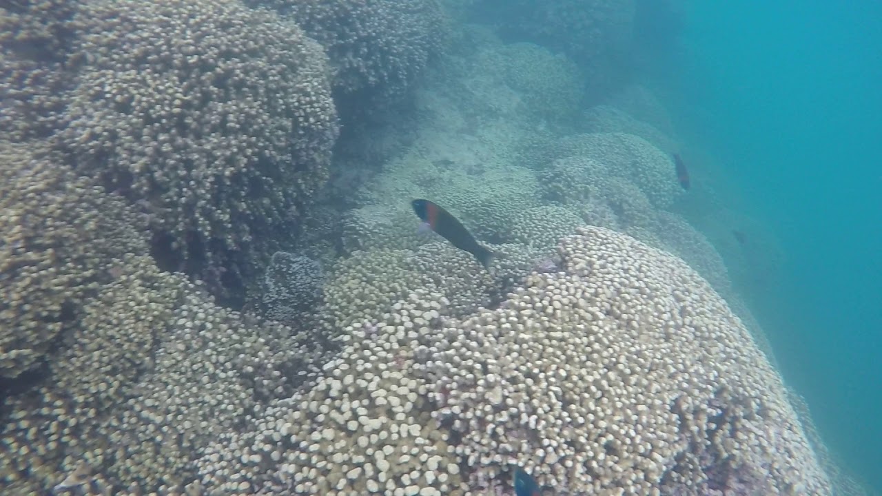 Snorkeling with Captain Bob's Kaneohe Bay Sandbar Snorkel Adventure & BBQ Lunch Hawaii February